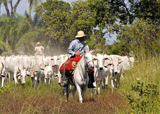 Rebanho bovino no Pantanal - Foto: Divulgação Korin